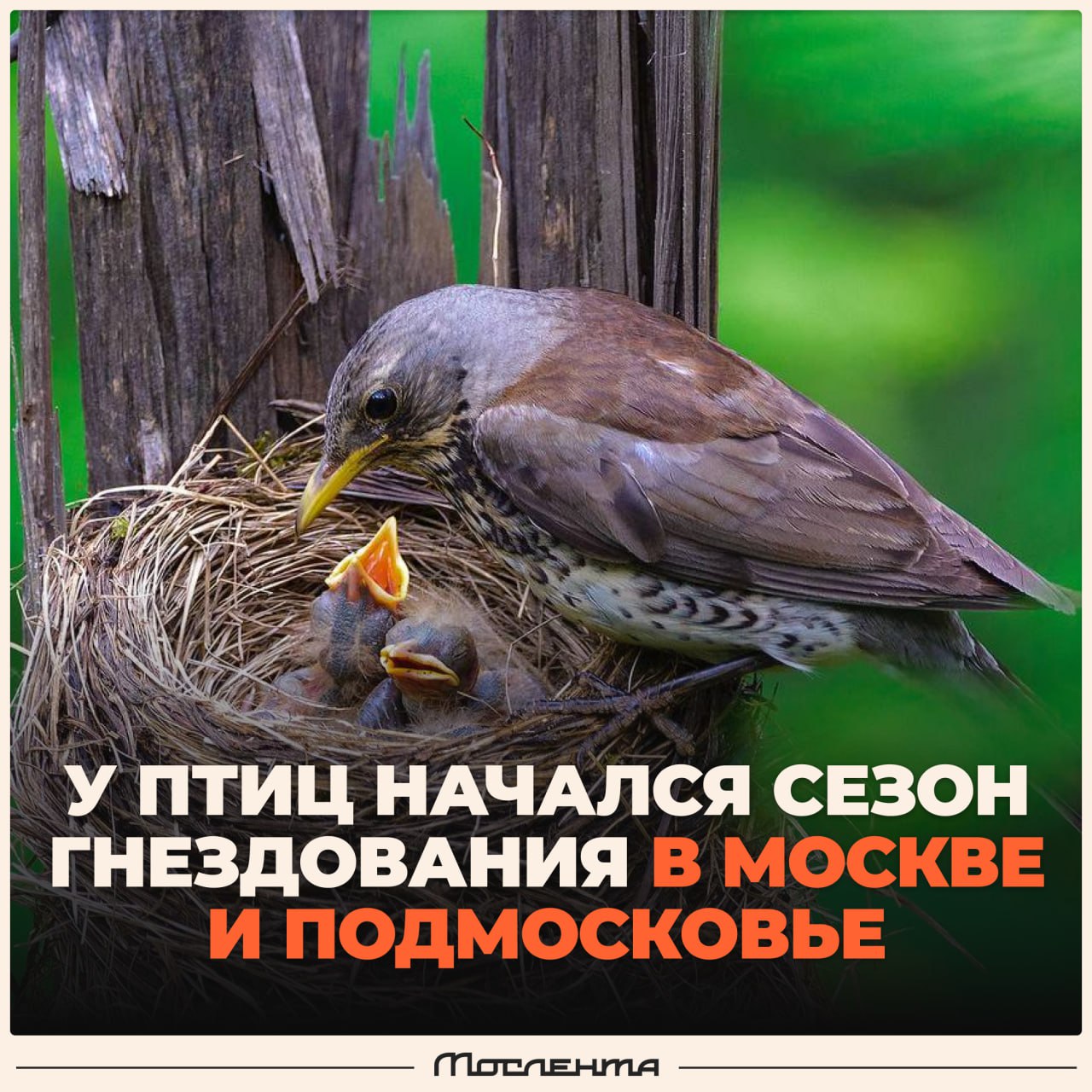 Москвичей и жителей Подмосковья попросили не тревожить птиц во время периода гнездования. В столичном Департаменте природопользования и охраны окружающей среды предупредили, что выводково-гнездовой период продлится до 31 июля. Отмечается, что особенно внимательными надо быть при выгуле собак в природных территориях: питомцев следует держать на поводке и в наморднике