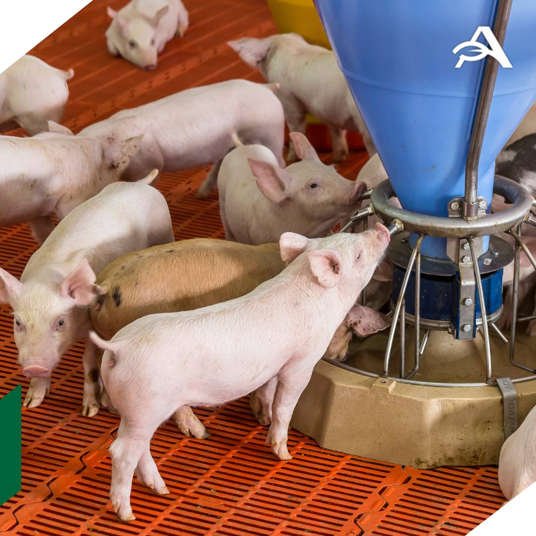 Родниковский свинокомплекс инвестировал в модернизацию 1 8 млрд рублей Родниковский свинокомплекс входит в группу Таврос крупный производитель свинины в Челябинской области возобновил производство после большой модернизации На полную мощность предприятие выйдет в октябре 2026 года Модернизация позволит увеличить объем производства свинины с 17 тыс тонн до 26 тыс тонн в год в живом весе Мощности РСК позволяют выпускать упакованную продукцию для торговых сетей Мы ориентируемся на расширение рынков сбыта по России и развитие экспортного направления отметил гендиректор РСК Айрат Альтдинов За последние полтора года на предприятии обновлены все подразделения свинокомплекса  отремонтированы помещения для содержания животных  установлены современные системы кормления микроклимата дезинфекции  внедрено оборудование для переработки отходов заменены инженерные сети построены дороги agroexpert Наши каналы