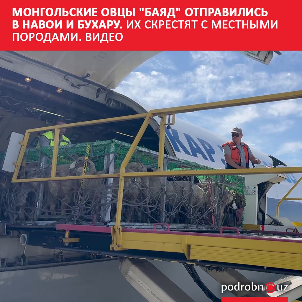 Отправленную из Монголии партию из тысячи овец породы "Баяд" доставили в Навоийскую и Бухарскую области для дальнейшего разведения. Узбекистанские фермеры планируют скрестить их с местными. Предполагается, что новая порода будет обладать более продуктивными качествами.     Telegram / Instagram / Facebook / Читать на узбекском