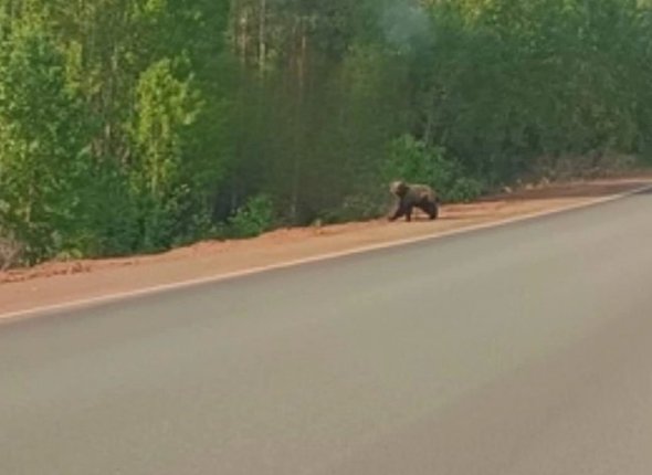 Медведя заметили на дороге в Центральном районе Братска Кадры с животным появились в соцсетях Читать подробнее на сайте...