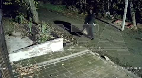 В Красном Сулине задержан мужчина за проведение ритуала с отрезанной головой коровы