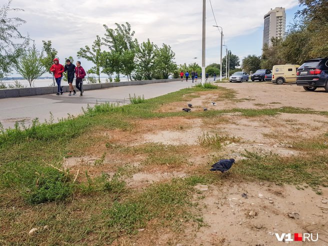 Мощные гранитные блоки бордюров, асфальт, тротуарную плитку и скамейки начали разбирать на Центральной набережной Волгограда от улицы Наумова до памятника Рокоссовскому на 7-й Гвардейской. Так зарабатывающая на дорогах Волгограда и области компания «Аверс» начала осваивать почти 120 миллионов рублей на реконструкции этого участка «лица города».