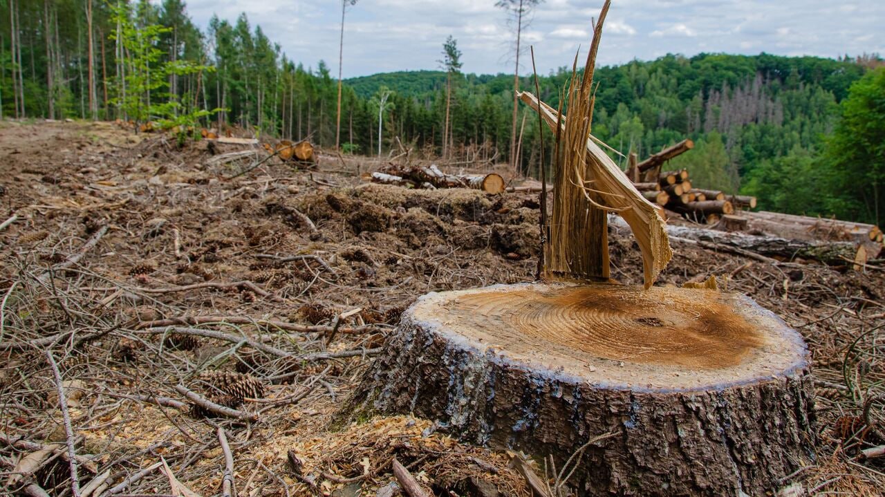 В области нелегально вырубили лес   215 кубометров древесины вывезли неизвестные в Людиновском и Медынском районах, ущерб оставил два миллиона.   Территория находится в аренде у одной из калужских компаний, она и должна контролировать сохранность леса. Дело передали в суд, арендаторы обязаны возместить ущерб.   Подписаться   Прислать новость