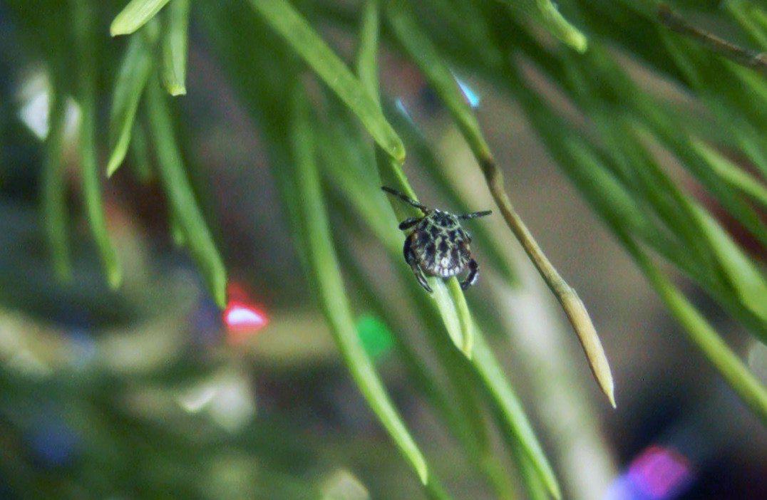 Ёлочных клещей находят россияне в своих квартирах насекомые выходят из спячки в тепле Клещи прячутся в трещинах ствола и иголках их укусы могут привести к заражению энцефалитом боррелиозом и другими болезнями Чтобы проверить купленное дерево на заражение дерево стоит оставить и изолированном месте вроде балкона а также встряхнуть ель перед тем как заносить в квартиру