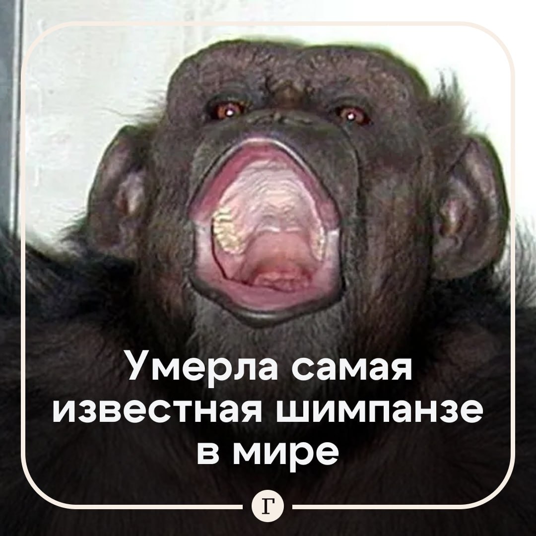 Умерла 49 летняя шимпанзе Ай которая умела считать и рисовать Причиной смерти известной обезьяны стали старость и отказ внутренних органов сообщили в Институте Киотского университета В последние часы рядом с шимпанзе были сотрудники научного центра в котором Ай и жила Шимпанзе родилась в Западной Африке и в 1977 году ее доставили в Японию В Киото она стала главной участницей исследовательской программы Ai Project посвященной изучению мышления шимпанзе Ученые установили что Ай умела работать с числами и различать цвета В полтора года примату подключили специальную клавиатуру чтобы изучать память обезьяны и ее способности к обучению К пяти годам Ай освоила числовые обозначения от одного до шести и могла называть число цвет и предмет более чем у 300 образцов В свободное от экспериментов время шимпанзе любила рисовать А однажды Ай даже убежала из вольера воспользовавшись украденным ключом   Читайте Газету Ru в MAX