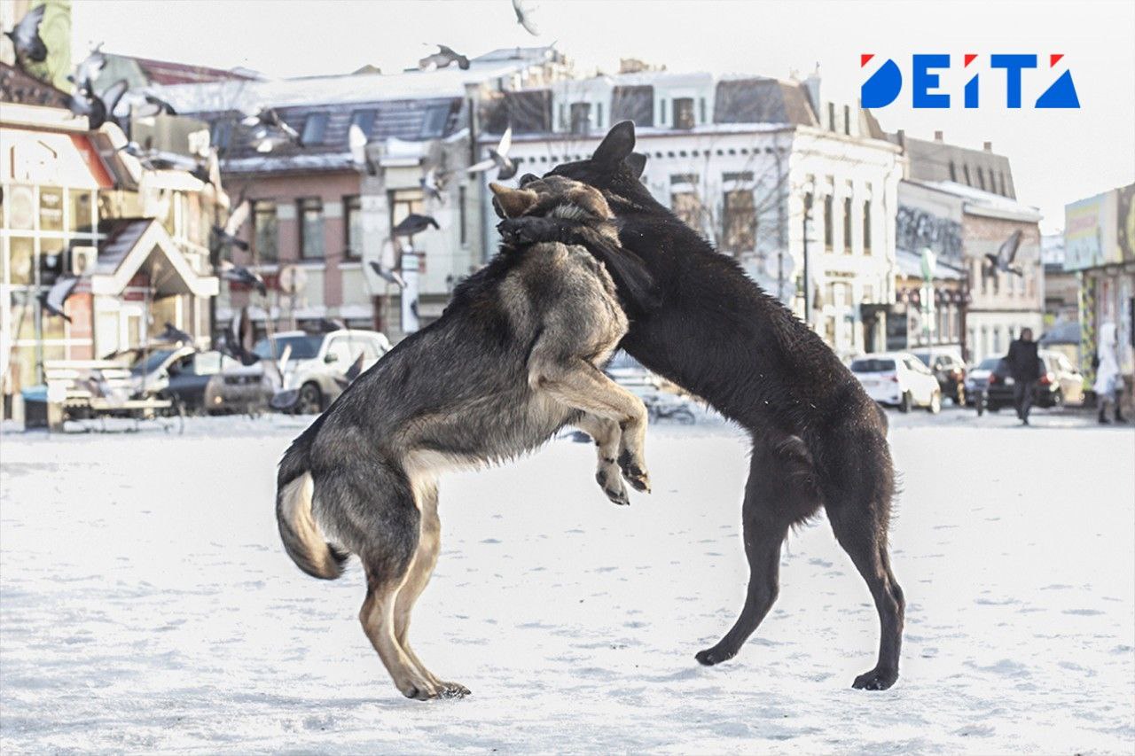 Стая собак напала на ребёнка на парковке во Владивостоке Во Владивостоке стая безнадзорных собак напала на мальчика на улице Архангельской Ребёнка спасли очевидцы прохожий бросился на помощь а женщина водитель отпугнула животных сигналом автомобиля Прокуратура начала проверку Инцидент произошел на придомовой парковке жилого комплекса по адресу улица Архангельская 29 Атака попала на камеры видеонаблюдения Мама мальчика сообщила о случившемся по номеру 112 Благодаря оперативному вмешательству граждан ребёнок не получил травм Надзорное ведомство даст оценку работе органов местного самоуправления и служб ответственных за отлов безнадзорных животных Жителям напоминают о необходимости сообщать о скоплении собак в полицию или администрацию В прошлом году в Приморском крае ужесточили правила обращения с животными запретив их подкармливать По мнению законодателей прикормленные стаи начинают считать территорию своей и охраняют её от посторонних Deitaru