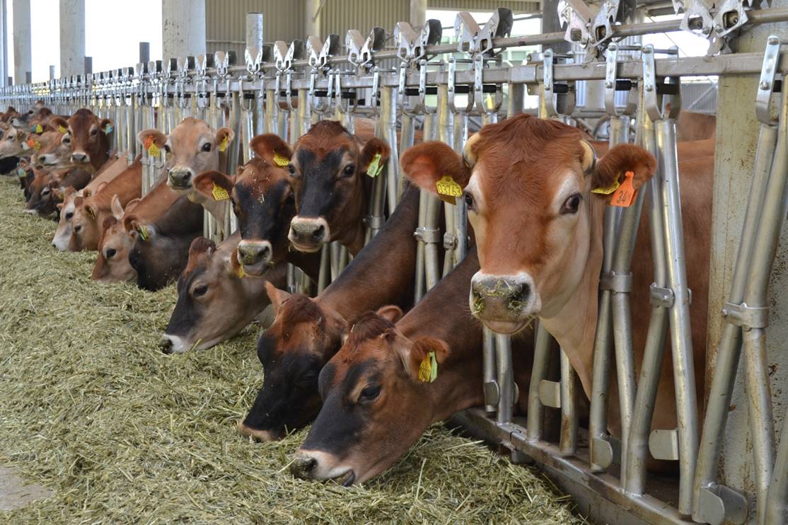 Подходит к концу сельскохозяйственный год Подведены итоги деятельности в основной отрасли экономики округа Несмотря на погодные аномалии в 2025 году аграриям Александровского округа удалось собрать небывалый урожай зерновых и обеспечить перевыполнение планового показателя хлебофуражного баланса Сельхозтоваропроизводителям пришлось приложить немало усилий чтобы убрать урожай в оптимальные агротехнологические сроки В результате с 100266 гектаров собрали 451 тысячу тонн зерновых и зернобобовых культур включая кукурузу Средняя урожайность составила 45 ц га что на 19 ц га выше показателя 2024 го Валовой сбор превысил показатель прошлого года на 71 Продолжение в газете АЖ 94 от 17 декабря 2025 года Фото предоставлено отделом сельского хозяйства и охраны окружающей среды