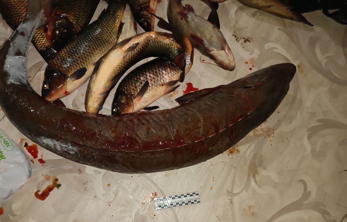 Осетра на миллион выловил рыбак из Бурятии Житель Кабанского района осужден за незаконную добычу и хранение особо ценных водных биологических ресурсов рыбак нарушил запрет на вылов сетями Мужчина рыболовной сетью добыл самку сибирского осетра с икрой весом 3 4 кг Размер причиненного ущерба составил 1 млн рублей Добытую рыбу он хранил дома где она была изъята сотрудниками правоохранительных органов сообщили в прокуратуре Бурятии Суд назначил наказание в виде 240 часов обязательных работ а также удовлетворил в полном объеме исковое заявление прокурора о возмещении ущерба АТВ