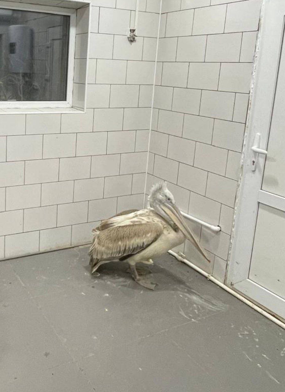 Из ледяного плена Таганрогского залива спасли пеликана с поврежденным крылом Как рассказали в пресс службе парка Малинки птица жила на озере и укрывалась в камышах до тех пор пока не наступили морозы Однажды жители села заметили что среди белоснежного льда на заливе двигалось какое то темное пятно Пеликана достали отогрели дома накормили скумбрией и селедкой а затем нашли ему новый дом Южный парк птиц Малинки Кадры Южный парк птиц Малинки Вести Дон Telegram MAX