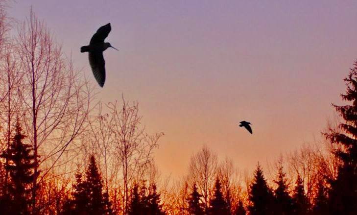 Важная информация для любителей весенней охоты С учётом мнения охотничьего сообщества Псковской области принял решение перенести начало весенней охоты на боровую дичь глухарь тетерев вальдшнеп на вторую субботу апреля ранее третья суббота Охота будет проходить в течение 10 дней Сроки охоты на водоплавающую дичь гуси селезни уток остаются без изменений с первой субботы апреля в течение 10 дней Ранее выданные разрешения будут действительны в течение вновь установленных сроков весенней охоты Соответствующие изменения уже внёс в Указ Об определении видов разрешённой охоты и ограничений охоты в охотничьих угодьях на территории Псковской области РАБОТАЕМ Подписывайтесь на мой канал в МАХ