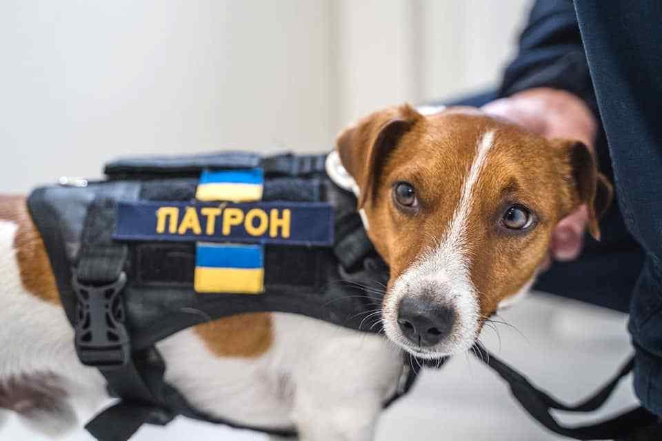 Пёс Патрон ВСЁ Украинский мультсериал Пёс Патрон отменили из за решения Трампа о закрытии грантовых программ USAID Об этом рассказала автор сценария мультсериала в интервью украинским СМИ Трамп сказал управляли грантовыми программами кучка сумасшедших и мы их выгоним И грантовые программы были отменены