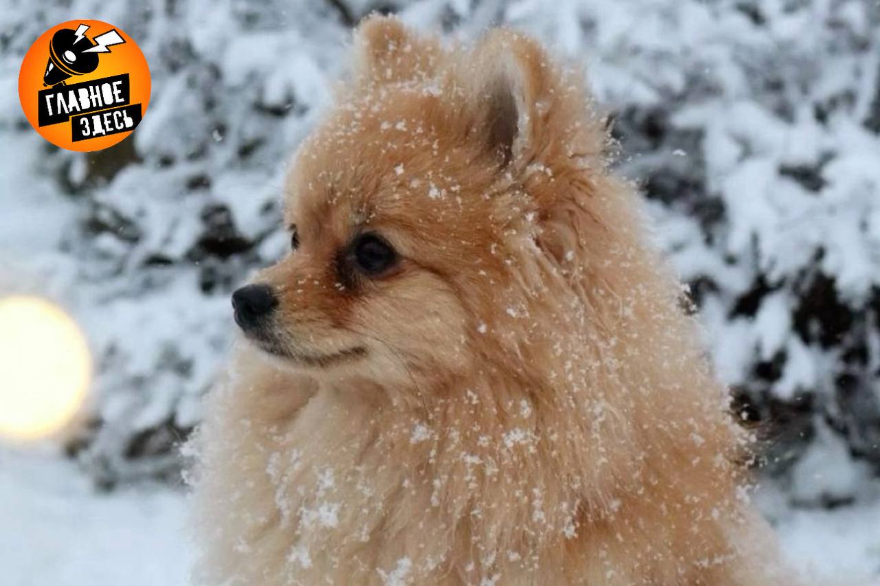 Немецкий шпиц признан самой популярной породой собак в России в 2025 году В тройку лидеров также вошли чихуахуа и вельш корги пемброк В десятке самых популярных у россиян также пудель немецкая овчарка кавалер кинг чарльз спаниель йоркширский терьер лабрадор ретривер среднеазиатская овчарка и джек рассел терьер А у вас есть собака Какой породы Главное здесь Подписывайтесь