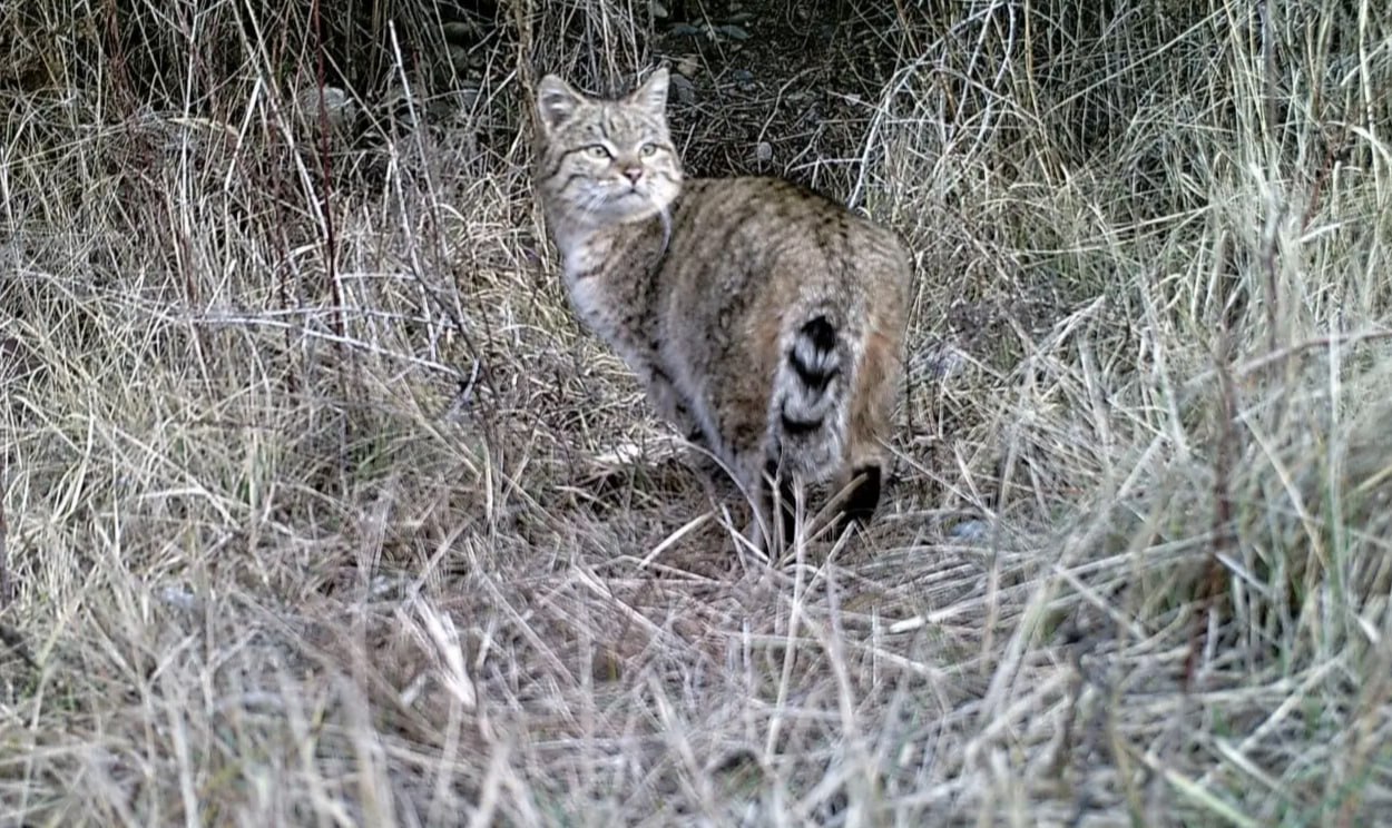 Степная кошка попала в фотоловушку Зарафшанского национального природного парка   Грациозный хищник в Узбекистане обитает в пустынях и полупустынях, в зарослях деревьев и кустарников вдоль рек.