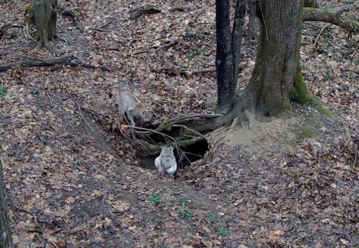 На границе Тульской области в объектив фотоловушки попала рысь с котятами Редкими кадрами поделились сотрудники заповедника Калужские засеки Мама рысь с двумя упитанными котятами резвились у своего логова В прошлом году лесная дикая кошка приводила детенышей на подкормочную площадку зубров Тогда редкими кадрами любовались сотни любителей дикой природы По словам старшего научного сотрудника заповедника Калужские засеки Елены Литвиновой данный хищник внесен в Красную книгу Калужской области Территория заповедника разделена между семействами рысей здесь проживает 7 8 особей на южном участке и не более 3 4 на северном Фото фотоловушки заповедника Калужские засеки 1  2   Подпишись на новости