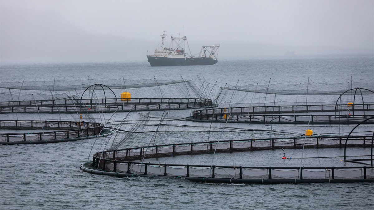 Добыча рыбы калининградскими компаниями в 2025 году выросла на 18 Вылов рыбы компаниями Калининградской области по итогам 2025 г составил 205 500 т из них 162 000 т поймано в океане Это на 18 больше чем за 2024 г сообщил руководитель регионального агентства по рыболовству Юрий Маслов 16 февраля в ходе пресс конференции  В Балтийском море и двух заливах выловлено 43 500 т рыбы При этом предприятия региона вырастили 178 т товарной рыбы и 90 т рыбопосадочного материала   По его словам вылов балтийской трески в 2025 г сократился почти в два раза до 378 200 т Это связано с резким сокращением популяции этой породы рыбы на Балтике из за недостаточного поступления соленой воды из Северного моря Максим Стулов Ведомости Telegram Max