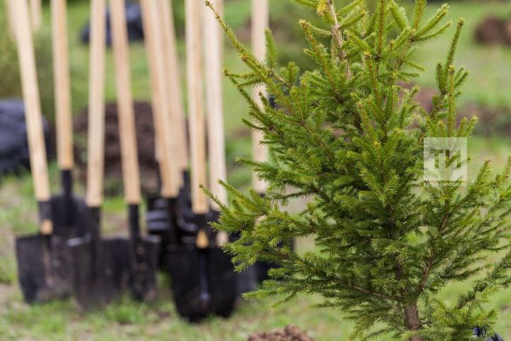 В Татарстане выявлено 116,5 га земель для лесовосстановления  Начиная с 2025 года, вместо проекта «Экология» стартовал новый национальный проект — «Экологическое благополучие».  Подробнее: