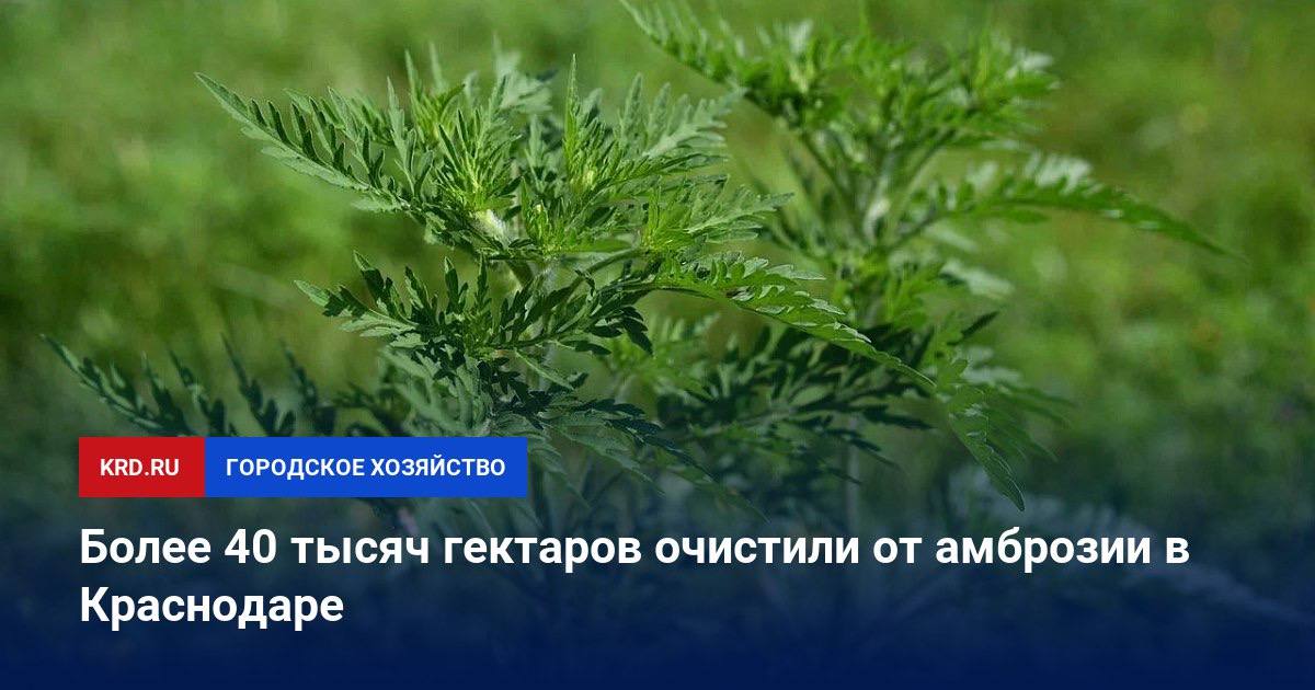 Итоги сезона борьбы с сорной растительностью подвели в кубанской столице. Всего скосили 40428 гектаров карантинного сорняка. Только с июля по середину сентября от амброзии освободили более 3408 гектаров.   А по результатам мониторинга собственникам земельных участков выдали 131 предостережение. В адрес 693 правообладателей направили уведомления с требованием навести должный фитосанитарный порядок.