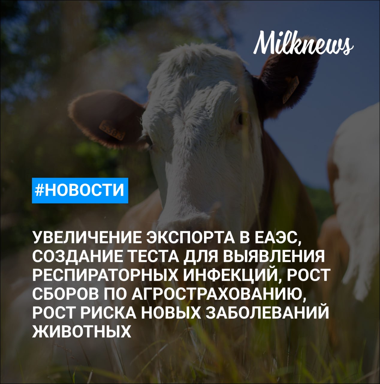 Россия за 9 месяцев увеличила экспорт продукции АПК в ЕАЭС на 17 За 10 месяцев рост общих сборов по агрострахованию составил 8 Сибирские ученые создали тест для одновременного выявления восьми респираторных инфекций у коров ФАО сообщила о росте риска новых болезней животных и возвращении опасных вирусов Аграрии Краснодарского края получат 250 млн руб на возмещение семенных затрат