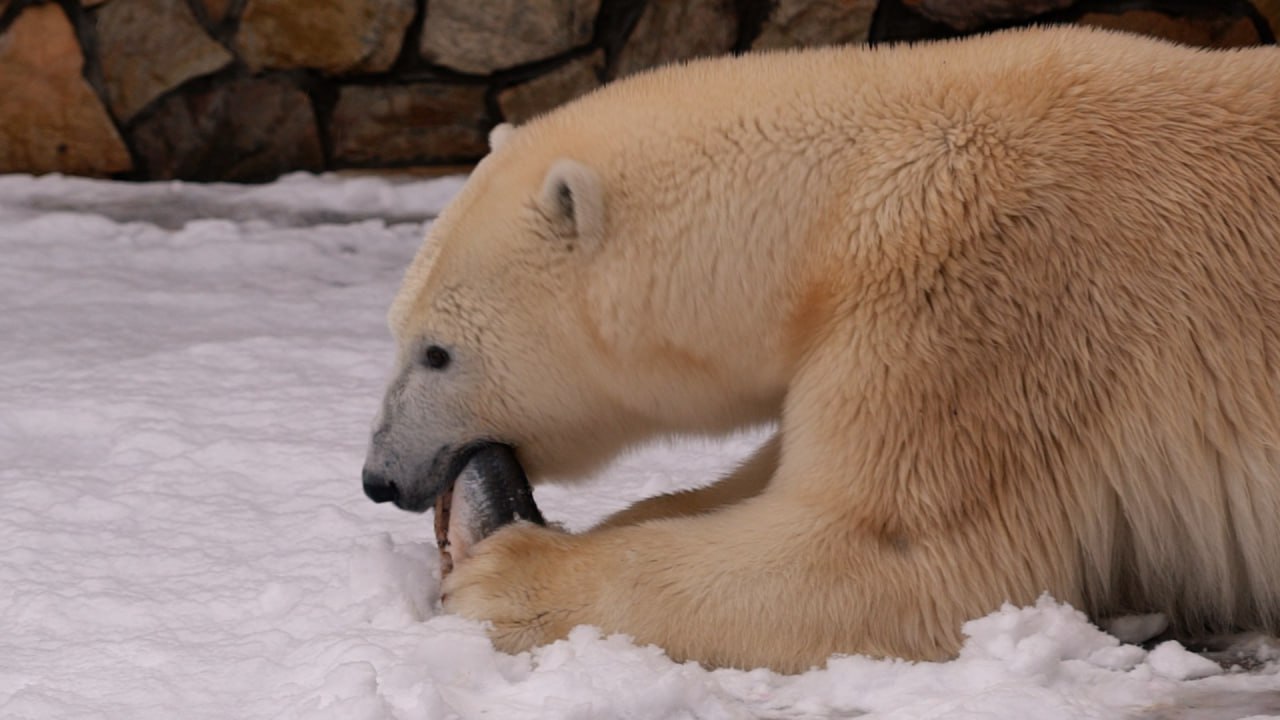 Белая медведица Хаарчаана из Ленинградского зоопарка 30 ноября отметит 9 летие Жителей и гостей Петербурга пригласили присоединиться к празднику Программа начнется в 12 00 Вспомнить ее веселые проказы первые игры и спортивные достижения попробовать поиграть с игрушками хищницы сделать открытку с добрыми пожеланиями и конечно же задать все все интересующие вас вопросы ведущему зоологу ухаживающему за Хаарчааной можно будет в этот день с 12 00 до 16 00 добавили в учреждении Фото скриншот с видео Город Подпишись на Город в MAX
