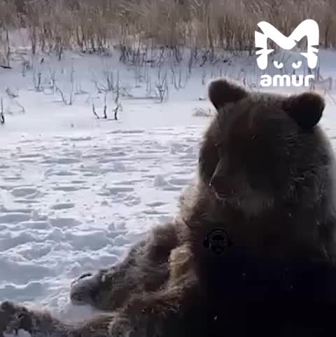 На Камчатке медвежонок остался без матери после ДТП