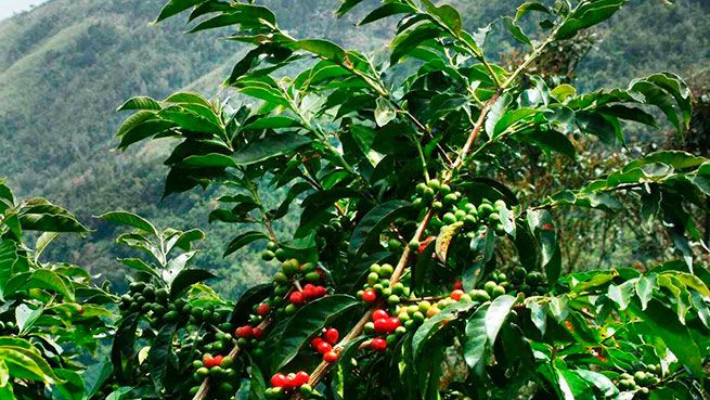 Засуха жара и паника на бирже Цена на Arabica поднялась к историческому максимуму Планета рискует остаться без кофе Котировки на кофе сорта Arabica на Нью Йоркской бирже выросли почти на 4 достигнув нового рекордного уровня 4 36 доллара за фунт Афинские Новости работаем для Вас с 2004 года Подпишитесь на наш канал t me ruassianathens
