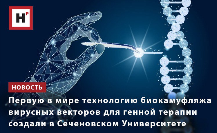 Несмотря на успехи генной терапии при лечении тяжелых наследственных заболеваний все существующие препараты на основе вирусных векторов можно вводить только один раз иммунная система запоминает вирус и при повторном введении препарат может оказаться неэффективным Это означает что даже если терапевтический эффект со временем ослабевает повторное введение невозможно иммунная система мгновенно распознает и уничтожает вектор Разработанная в Сеченовском Университете технология биокамуфляжа вируса с помощью клеточных мембран решает эту проблему благодаря экранированию вирусный вектор остается невидимым для антител но при этом сохраняет способность доставлять терапевтические гены в целевой орган где необходимо восстановить функцию дефектного гена Технология применима к любым вирусным векторам на основе аденоассоциированных вирусов AAV которые сегодня используются в большинстве генотерапевтических препаратов Фото ru 123rf com Подробнее на портале Научная Россия вирусы генная терапия