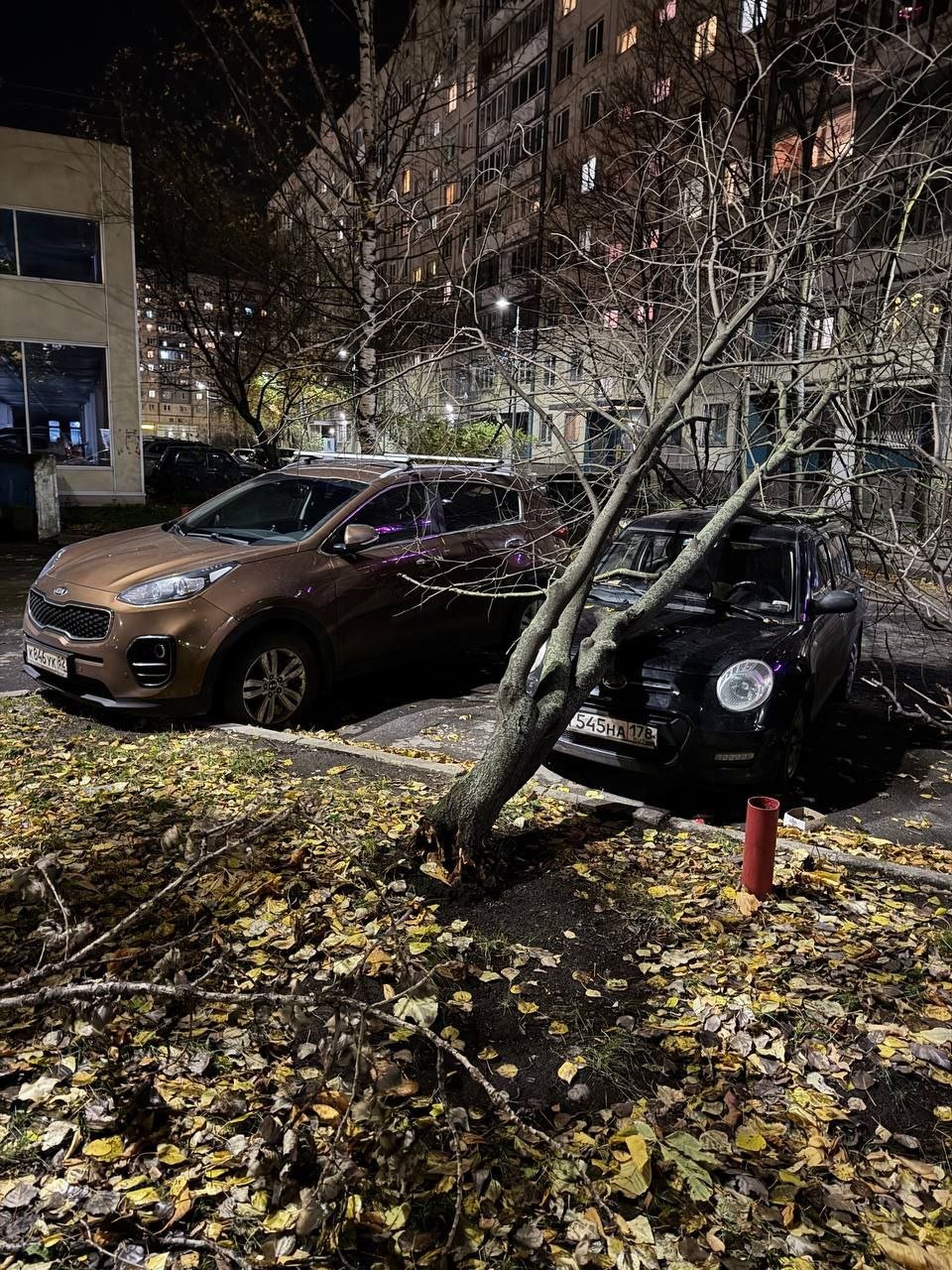 У дома на Индустриальном проспекте от сильного ветра упало дерево повредив припаркованные автомобили.  Прислали через бот      Красногвардейский район