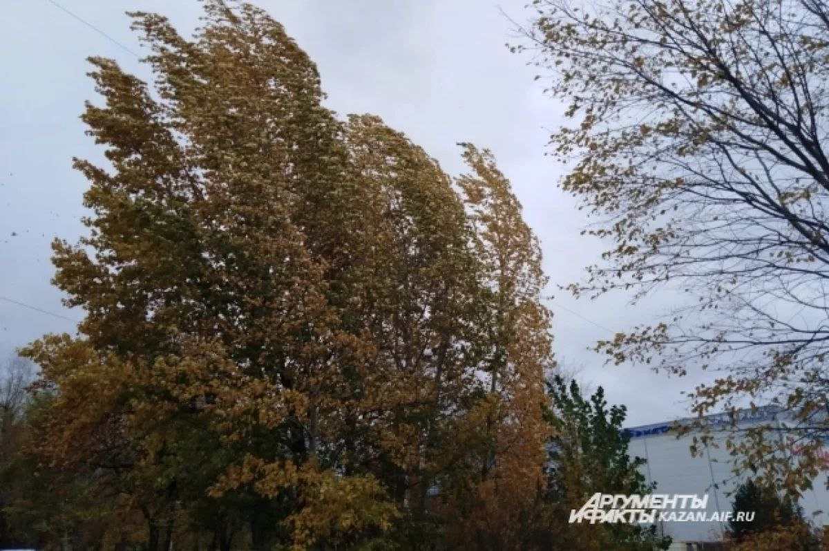 Падение деревьев из-за шквального ветра привело к отключению 12 деревень и сёл в Пермском крае, сообщил глава Еловского округа Евгений Кустов. О мерах устранения последствий шторма глава администрации рассказал вечером 3 июня. По его словам, шквальный ветер, который прошёл по региону 2 июня, повалил деревья и ветки, которые упали на провода. Всего от стихии пострадали 12 населённых пунктов: Батуи, Берёзовка, Брюхово, Городище, Дружная, Дуброво, Елово, Кресты, Неволино, Плишкари, Прохорята и Тойкино. Об отключениях электричества местные жители сообщили дежурным ЕДДС на номер 112. Для восстановления подачи энергии в дома подключили не только электриков, но и работников местного «Водоканала». «Постарались и работники “Водоканала”, быстро убрали сваленные ветром деревья с улиц. Сейчас все линии восстановлены. Благодарю все службы экстренного реагирования за слаженную работу в сложных условиях, не считаясь с личным временем!», – отметил Евгений Кустов. Глава Еловского округа отметил, что основной причиной отключения стали именно упавшие на провода деревья и их ветви. Сейчас администрация округа планирует и дальше убирать аварийные растения из населённых пунктов округа и ищет подрядчика. Кустов обратился к предпринимателям и призвал их напрямую обращаться с предложениями к главе муниципалитета. Источник ЧП Пермь Прислать новость