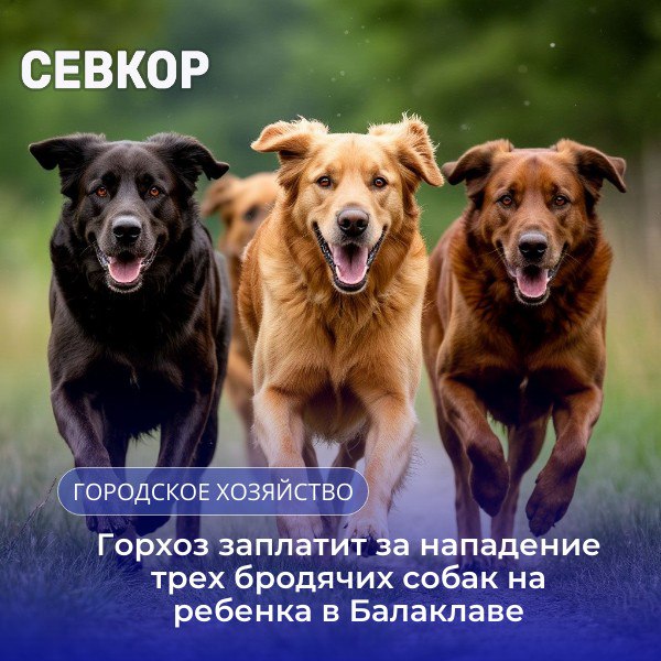 С горхоза снова взыскали деньги за нападение бродячих собак на ребенка Установлено, что 4 июня 2024 года около 22:00 на набережной Назукина в Балаклаве на 9-летнего мальчика, который ехал на велосипеде в сопровождении матери, напали три бродячие собаки. Одна из них укусила ребенка, оставив ссадину в районе бедра. Ребенок сильно испугался, ему понадобилась медпомощь. Прокуратура подала в суд на горхоз для компенсации морального вреда, причиненного нападением и укусом бродячих животных. По решению суда департамент заплатит 10 тысяч рублей пострадавшему ребенку. Читайте Севкор
