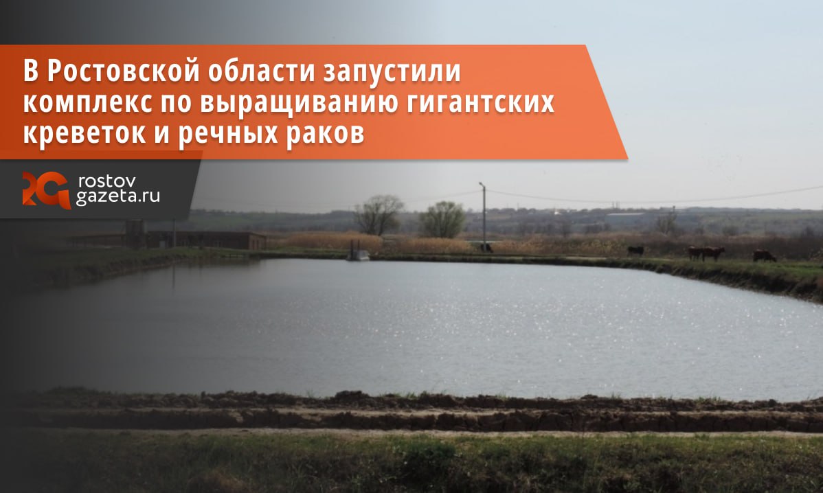 В Ростовской области открыли научно-производственный комплекс по выращиванию раков и креветок. Комплекс расположен на территории центра аквакультуры «Взморье», принадлежащего Азовскому НИИ рыбного хозяйства. Там оборудовали специальную систему замкнутого водоснабжения, благодаря которой специалисты смогут разводить пресноводных ракообразных. В новом комплексе уже выращивают первую экспериментальную партию австралийского красноклешневого и длиннопалого раков. В планах разводить на базе «Взморья» креветок Розенберга, которые достигают в длину 32 сантиметров и едва умещаются в человеческую ладонь. RostovGazeta