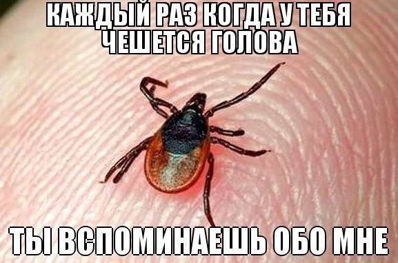 За одну неделю клещи покусали 325 ставропольцев. Уже зарегистрировано пять случаев заболевания КГЛ в Красногвардейском, Ипатовском, Левокумском, Арзгирском и Благодарненском округах. Также выявлено 26 случаев заболевания клещевым боррелиозом — в Ставрополе, Шпаковском округе, Железноводске, Кировском округе, Пятигорске и Ессентуках. Не забывайте о репеллентах. Подписаться прислать новость