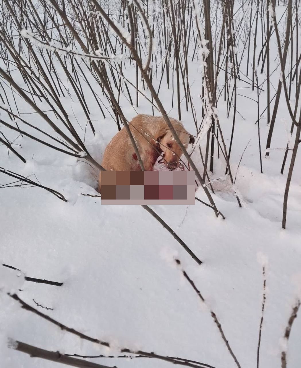 В Большеболдинском районе задержали неадеквата который пытался убить собаку 62 летний житель села Сергеевка привязал своего питомца к машине и на скорости 60 км ч протащил почти полкилометра по дороге после чего бросил в кустах Искалеченное животное нашли и доставили в ветеринарную клинику 2 раны боковые 2 на локтях И множественные минимум 7 ран на лапах Когти содраны Собака в таком стрессе что её не брал наркоз Какую адскую боль она испытала остается только представить написала в своем телеграме зоозащитница Лара Саплина Полицейские завели против живодера уголовное дело по которому он может отправиться в колонию на срок до трех лет Подпишись Предложи новость