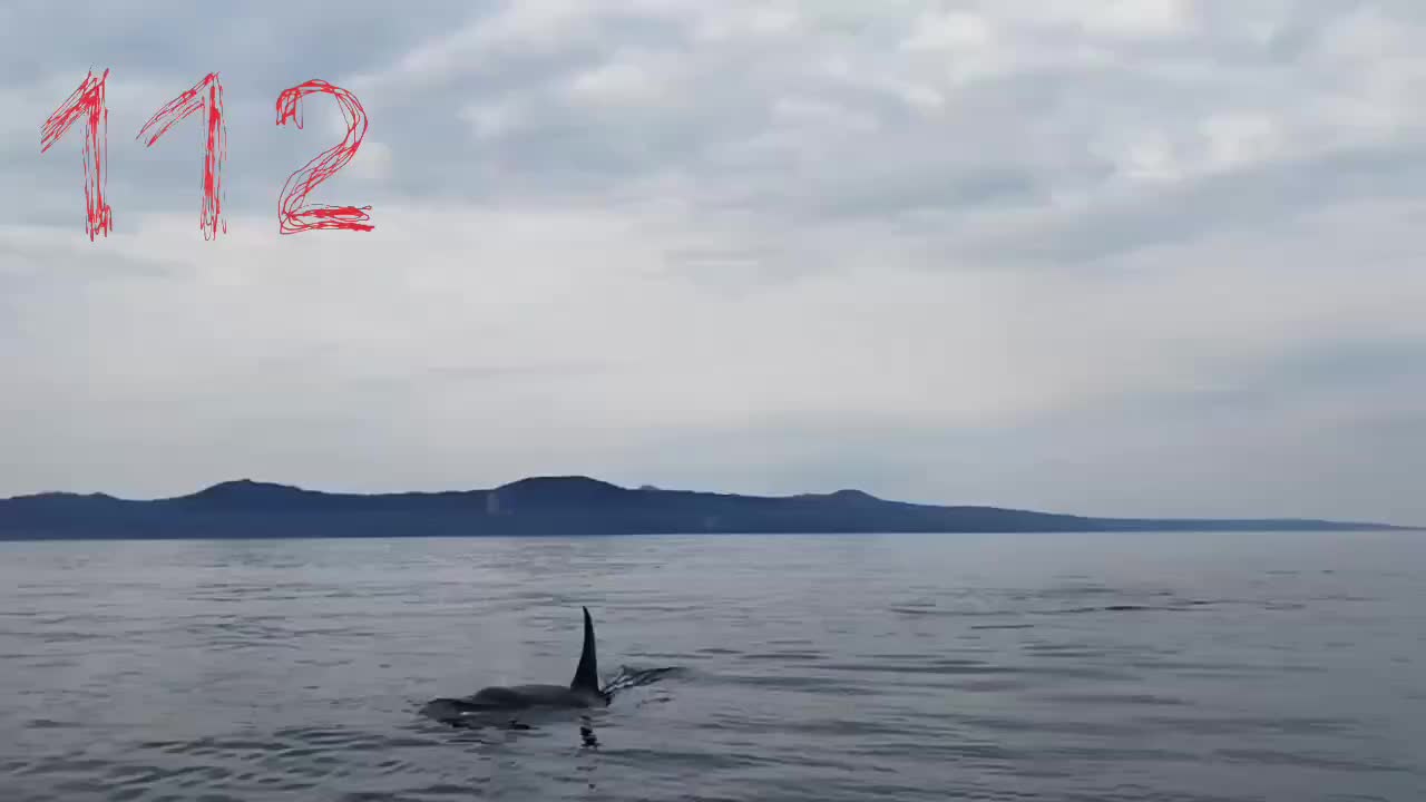 Кабаны замечены в открытом море у берегов Приморья