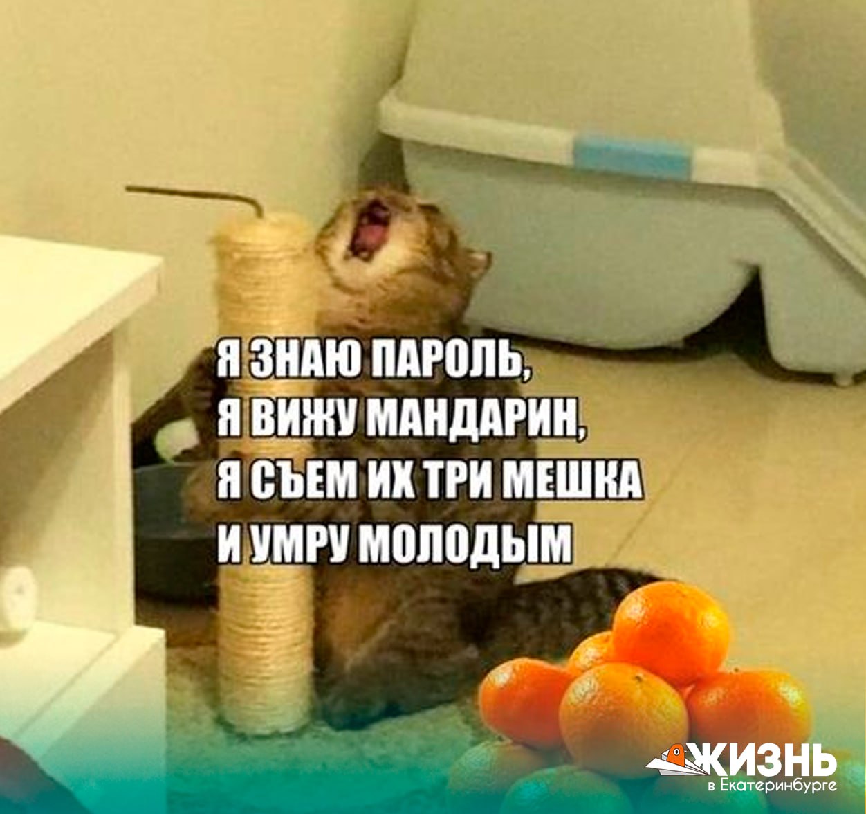 Новый год с цитрусами На Урал завезли больше 3 тысяч тонн мандаринов За 1 5 месяца в Свердловскую область поступило 3023 тонны мандаринов из Китая и Турции Перед тем как попасть в магазины все фрукты прошли фитосанитарный контроль продукцию допустили к продаже Большая часть поставок пришла из Китая почти 2 тысячи тонн остальное из Турции Нарушений которые могли бы повлиять на продажу не выявили Для Свердловской области такие импорты означают надёжные каналы поставок широкий выбор продуктов и адекватные цены для жителей Подписаться на Жизнь в Екб   Канал в MAX