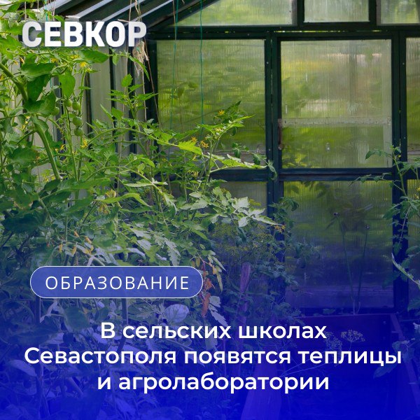 В сельских школах Севастополя появятся теплицы и агролаборатории В сельских школах города появятся новые образовательные площадки — теплицы и агролаборатории. Положительный опыт уже имеется: теплицы и эколого-образовательные лаборатории успешно функционируют в школах №59, №47, в селе Орлиное и на базе Центра экологического образования. Ученики выращивают саженцы и проходят агропрактику, что становится частью образовательного процесса и дополняет государственные проекты, такие как «Кванториум». Сейчас в регионе преимущественно выращивают технические сорта, используемые для виноделия, но есть предприниматели, заинтересованные в производстве сладкого столового винограда для употребления в пищу. Развивать это направление возможно получится через школьные проекты. Поручено совместно с отраслевыми специалистами доработать концепцию, определить, какие лаборатории и тепличные площадки можно открыть в каждой школе, и подготовить соответствующие расчеты. Читайте Севкор