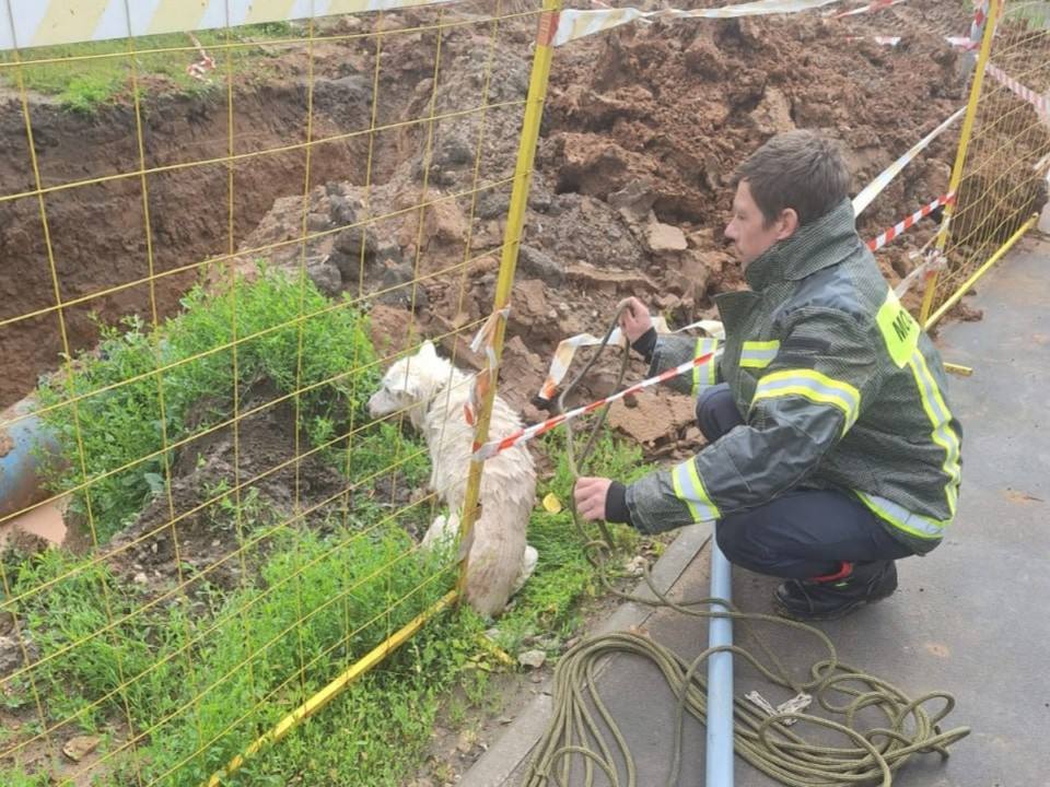 Спасатели в Кашире вызволили из ловушки собаку, провалившуюся в канаву О том, что несчастное животное находится в западне, сообщали местные жители, позвонившие по Системе—112. Самое страшное, пояснили люди, что в канаве находится вода. И животное может захлебнуться или переохладиться. Прибывшие на вызов сотрудники «Мособлпожспас», сделали петлю из веревки, аккуратно зацепили пса и вытащили на поверхность. И, конечно же, осмотрели. Повреждений у собаки серьезных не было, и, как только ее отпустили, она сразу же подалась в бега. Подписаться Прислать новость Проголосовать за канал