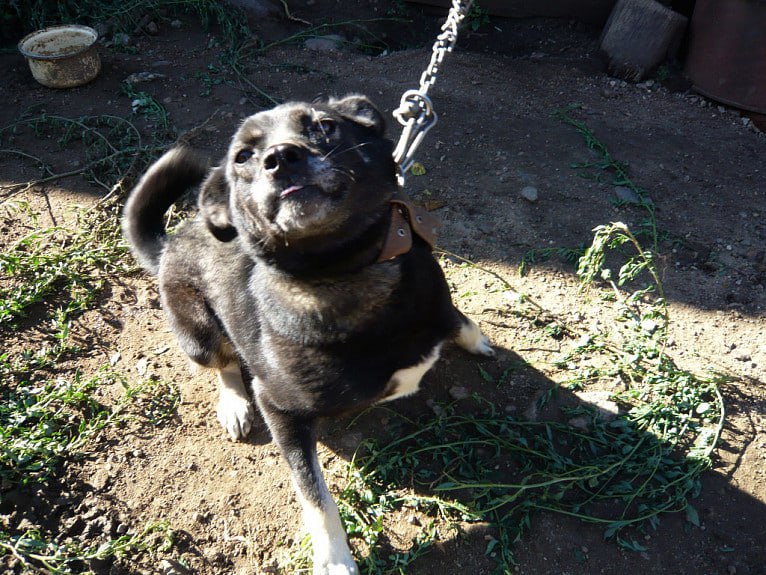 В Бурятии увеличилось число укушенных домашними собаками людей По сравнению с прошлым годом количество возросло на 109 случаев сообщили в Народном Хурале где по этой теме состоялся круглый стол Органы местного самоуправления которые осуществляют полномочия в области обращения с животными пожаловались на недостаточное финансирование неконтролируемый рост популяции собак из за выброшенных на улицу щенков несоблюдение гражданами правил выгула псов Также одной из основных проблем стал поиск подрядчиков по осуществлению мероприятий в области обращения с животными и нежелание местных предпринимателей поставщиков услуг осуществлять такую деятельность Бурятии Подробности в Номер один Сообщить нам свою новость можно по кнопке Письмо в редакцию