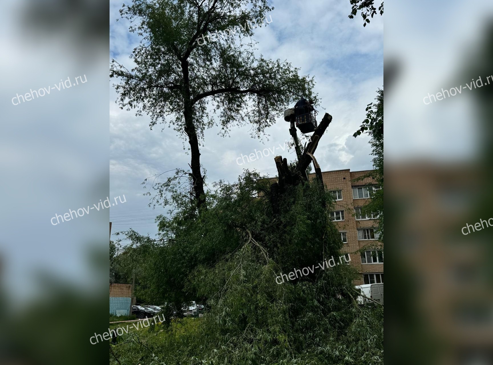 Жители подмосковного Чехова возмущены уничтожением деревьев в центре города В муниципальном округе Чехов жители выразили недовольство тем, что коммунальные службы рубят деревья в центре города. Об этом люди рассказали журналистам «Чехов Вид». Конфликтная ситуация развернулась во дворе дома 73 по улице Чехова: «Рабочие поутру приехали рубить вековые деревья во дворе дома по адресу ул. Чехова, 73. Жители вызывали с утра полицию, тк бригада приехала без документов. Приехала полиция, сказала, что документы в норме и деревья признаны аварийными. Якобы было общее собрание жильцов, на котором решили установить новую площадку и срубить деревья. Из жильцов никто про это собрание ничего не знает», – поделилась местная жительница по имени Юлия. Она добавила, что, по её сведениям, помимо огромной ветлы, которая не только украшала наш двор, но и летом давала тень, собираются рубить и молоденькие лиственницы. «Нам не нужна детская площадка с такими жертвами. Их и так достаточно. До сегодняшнего дня все дети с соседних дворов прибегали именно сюда, так как в летний зной здесь прохладно», – сокрушается горожанка. Юлия отметила, что связаться с представителями коммунальных служб не удалось, поскольку сегодня – государственный праздник, День России: «Прораб рабочих, плохо разговаривая по-русски, постоянно указывает, чтобы звонили на номер, указанный в паспорте объекта. Но сегодня же нерабочий день. Телефоны не отвечают. Отличное праздничное поздравление, до слёз!!!!» – заключила чеховчанка.