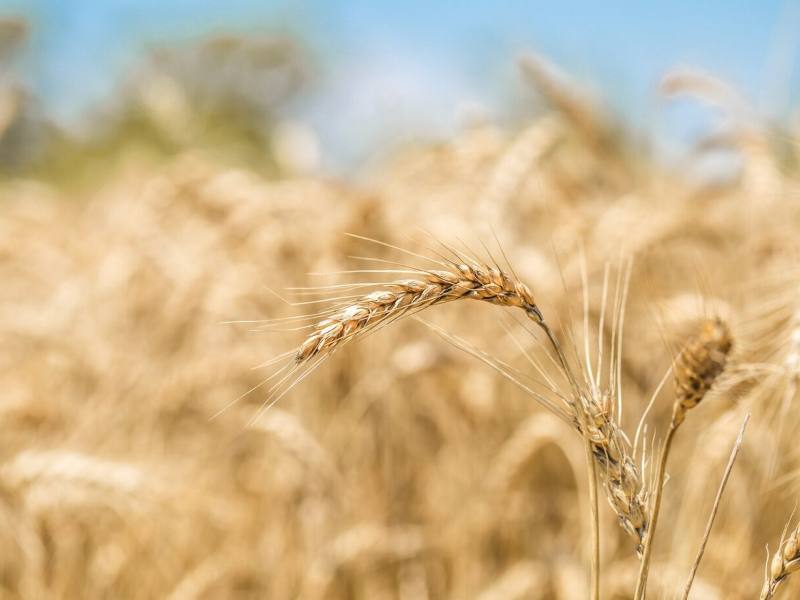 Мировой рынок пшеницы остается под давлением ожидаемых высоких урожаев в Аргентине и Австралии Обзор АЦ Русагротранса с 17 по 25 ноября 2025 года Цены на российскую пшеницу протеин 12 5 с поставкой в ноябре декабре после падения на прошлой неделе стабилизировались на уровне 227 5 т FOB Французская пшеница подешевела до 225 т 3 т германская до 226 т 3 т германская до 226 т 3 т Рынок остается под давлением ожидаемых высоких урожаев в Аргентине и Австралии при отсутствии существенных погодных рисков для урожая следующего года в Северном полушарии С 1 по 24 ноября вывезено около 4 млн тонн пшеницы Прогноз экспорта пшеницы в ноябре 2025 года остается без изменений 5 3 млн тонн