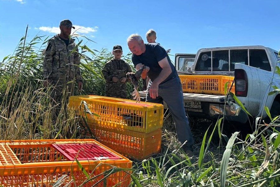 В Астраханской области выпустили 65 фазанов для восстановления популяции В Замьяновском охотничьем хозяйстве Наримановского района в Астраханской области выпустили 65 фазанов для восстановления популяции Акция прошла на территории охотничьих угодий площадью 3750 гектаров которые обслуживаются местным егерем В естественную среду обитания выпустили трёхмесячных северокавказских фазанов Специалисты считают этот возраст наиболее подходящим для успешной адаптации птиц так как через несколько месяцев после выпуска фазаны начинают летать Начальник Замьяновского охотничьего хозяйства отметил что такие мероприятия помогают увеличивать численность охотничьих видов животных и сохранять биологическое разнообразие региона Регулярное проведение таких акций способствует укреплению популяции фазанов обновлению их генетического фонда и поддержанию интереса со стороны охотничьего сообщества Фото Дума Астраханской области