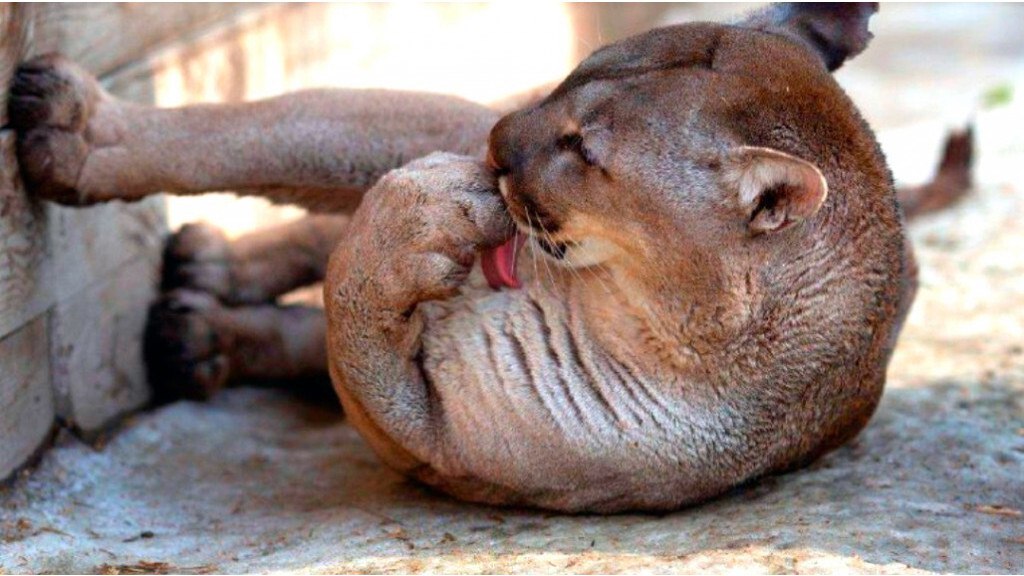 В барнаульском зоопарке умерла пума Рони   clck ru 3RfF4U