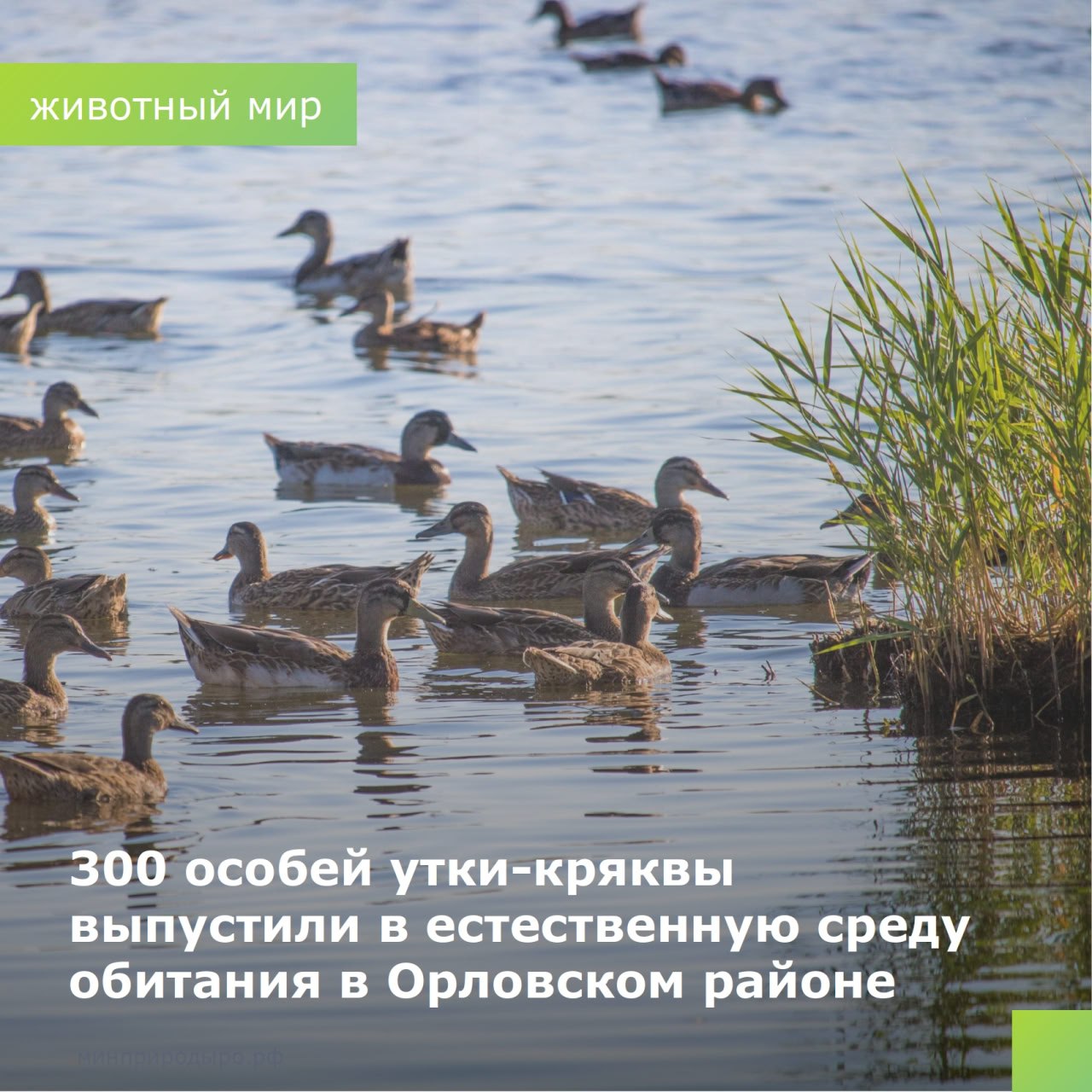 В Орловском районе на территории охотхозяйства «Новоселовское» в естественную среду обитания осуществлен выпуск 300 особей утки-кряквы. Напомним, всего с начала года в естественную среду обитания выпущено более пяти тысяч особей утки-кряквы. #РостовскаяОбласть #минприродыРО #животный_мир