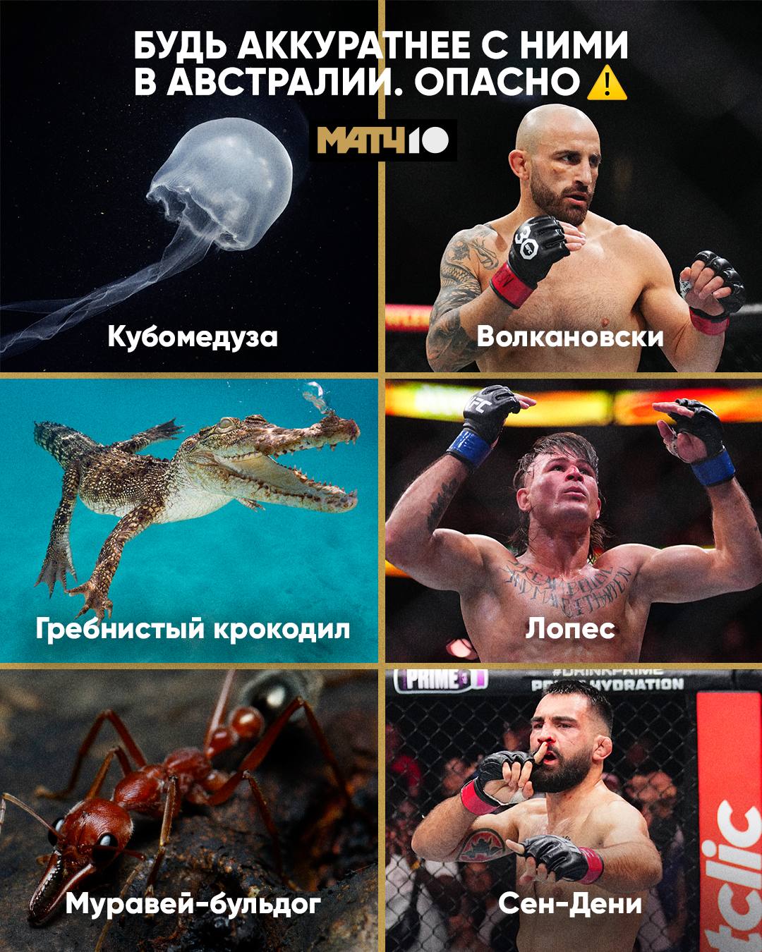 В Австралии много опасностей Всякие агрессивные животные И бойцы 1 февраля в Сиднее UFC 325 Будь осторожен Кто то может укусить А кто то прописать хук Смотри в 05 00 на Матч ТВ Match TV