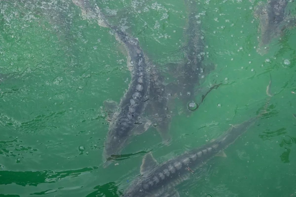 В Ейском районе возбуждено уголовное дело против двух местных жителей за незаконную добычу русского осетра По версии следствия в октябре 2025 года они используя моторную лодку выловили 10 особей осетра в акватории Азовского моря не имея разрешения Рыбу они планировали спрятать в море но их действия были пресечены правоохранителями которые выпустили осетра в естественную среду обитания По уголовному делу следователем продолжается проведение комплекса следственных действий сообщили в пресс службе регионального управления СКР Кубанские Новости Мы в MAX