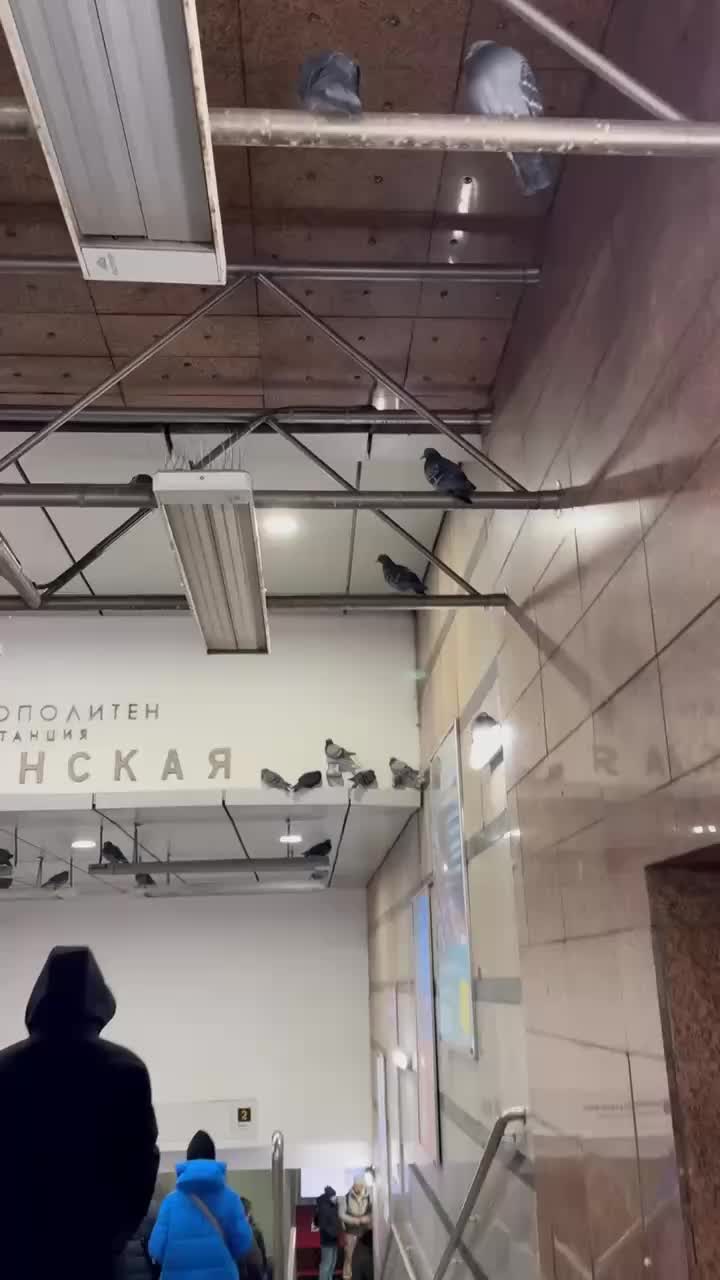 Устройство для отпугивания птиц на Щукинской привлекло внимание голубей