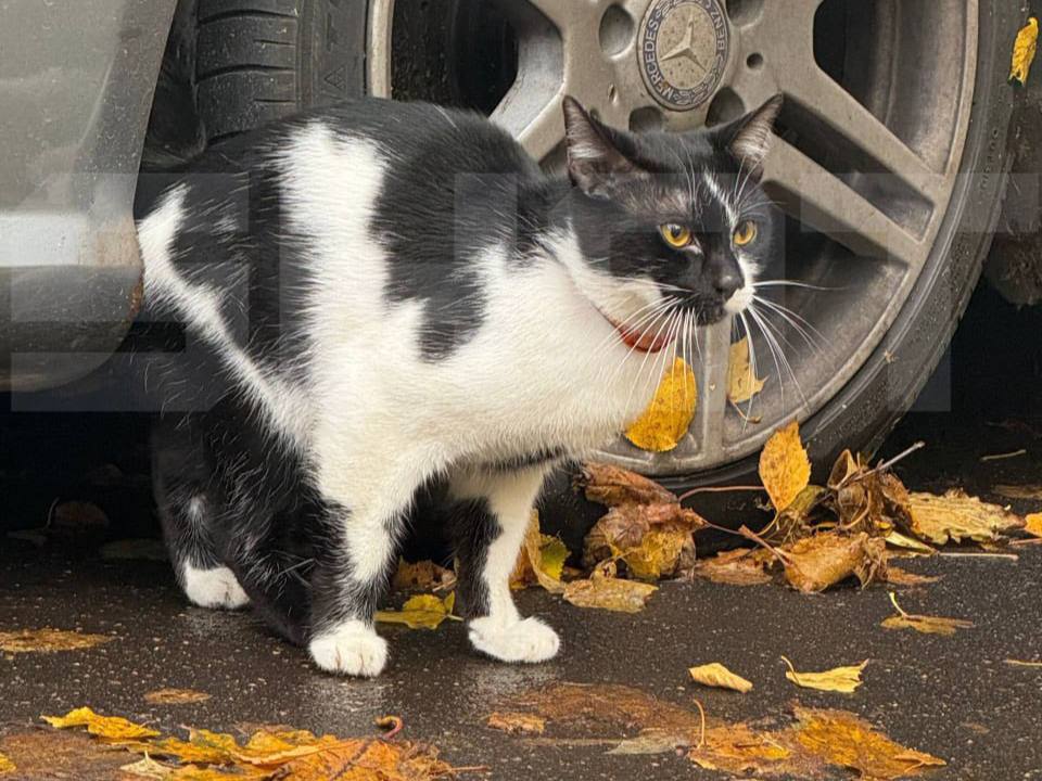 Домашнего кота в переноске выкинули во двор в Москве Кто то из жильцов дома в Марфино просто оставил своего питомца закрытым ему с трудом удалось выбраться из переноски Соседи поймали его Годовалый мальчик оказался привит и явно был домашним очень боялся улицы Соседи назвали его Мерсом и временно приютили у себя Теперь ему ищут хозяев Москва 2025