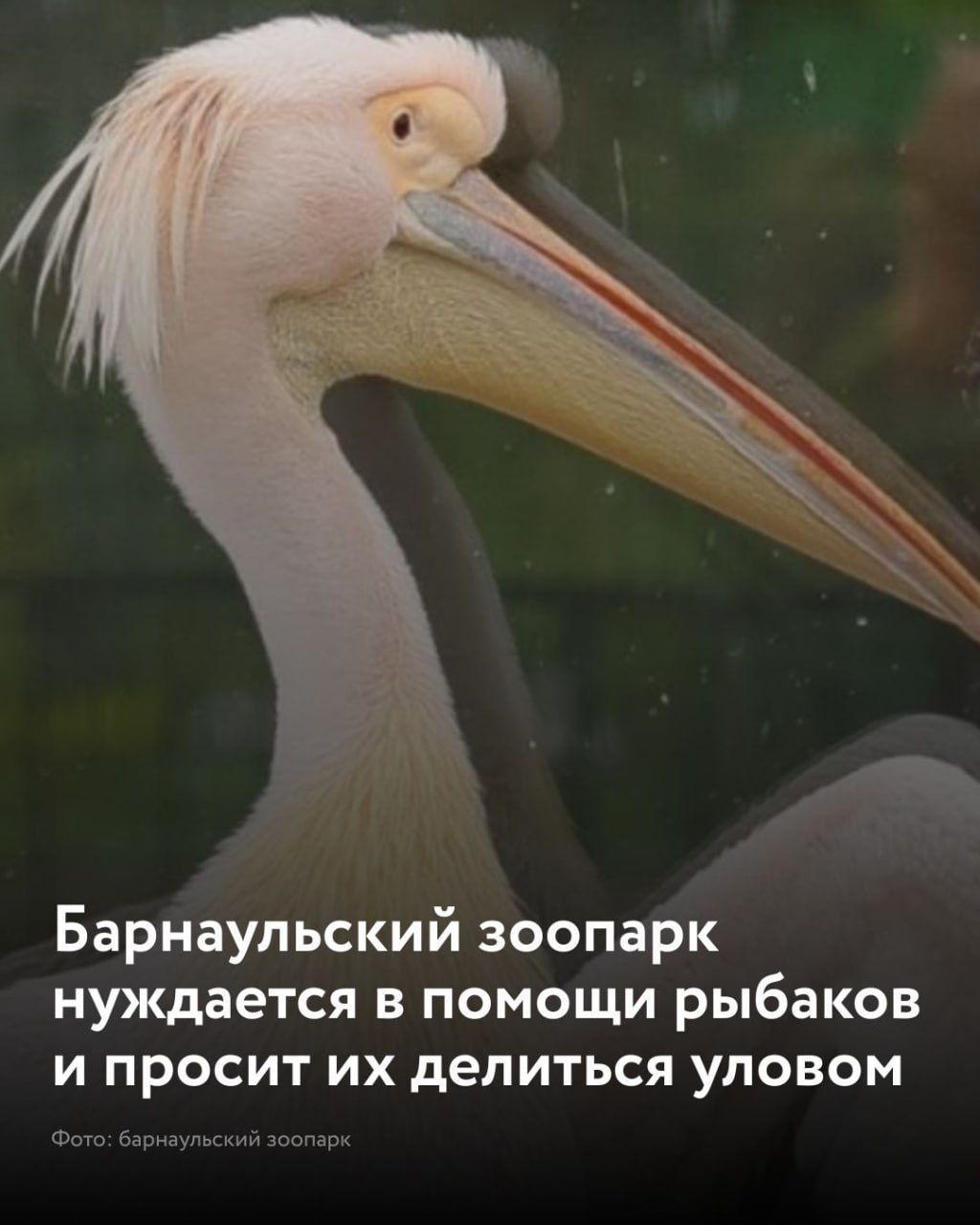 Барнаульский зоопарк обратился к жителям с просьбой помочь прокормить своих подопечных Учреждение принимает в дар мелкую речную рыбу карасей окуней и других обитателей водоемов Как уточнили в зоопарке животные будут рады как свежему так и замороженному улову Привезти рыбу можно ежедневно с 10 00 до 16 00 Для уточнения звоните по телефону 99 62 62 отметили в зоопарке Если же у рыбаков накопился большой запас но нет возможности доставить его самостоятельно сотрудники обещают организовать вывоз