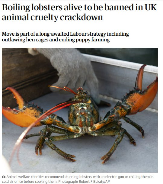 В Англии запретили варку живых омаров лобстеров и других ракообразных Такой способ приготовления назван неприемлемым методом умерщвления Об этом говорится в стратегии опубликованной британским министерством охраны окружающей среды продовольствия и сельскохозяйственного развития пишет The Guardian Согласно закону принятому еще в 2022 году правительством под руководством Консервативной партии беспозвоночные включая осьминогов крабов и омаров обладают сознанием и чувствуют боль так же как и другие животные Более гуманным методом является оглушение электрическим ружьем или охлаждение холодным воздухом или льдом перед варкой Владельцы ресторанов уже выразили несогласие с грядущими изменениями Они указывают на то что это лишь увеличит расходы заведений общепита   Telegram MAX Читать эксклюзив