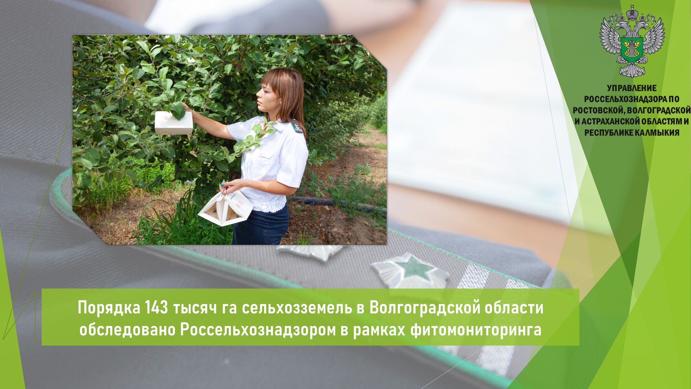 По состоянию на 28 мая специалистами Россельхознадзора обследовано порядка 143 тыс. га сельхозугодий в Волгоградской области. В теплицах региона установлено 280 феромонных и цветных клеевых ловушек для выявления комплекса карантинных вредителей. Мониторинг осуществляется в течение всего вегетационного периода выращиваемых культур. По завершении мероприятий по установке ловушек все феромонные ловушки будут сняты и направлены для анализа в лаборатории. Под особым контролем ведомства находятся территории населенных пунктов, сельхозземли в части фитосанитарного благополучия по опасным карантинным сорным растениям, таким как амброзия, горчак и повилика. В настоящее время обследовано более 142 тыс. га земель. В текущем году мониторингом карантинного фитосанитарного состояния области будет охвачено более 4,7 млн га земель. Открыть полный текст #Карантин_растений