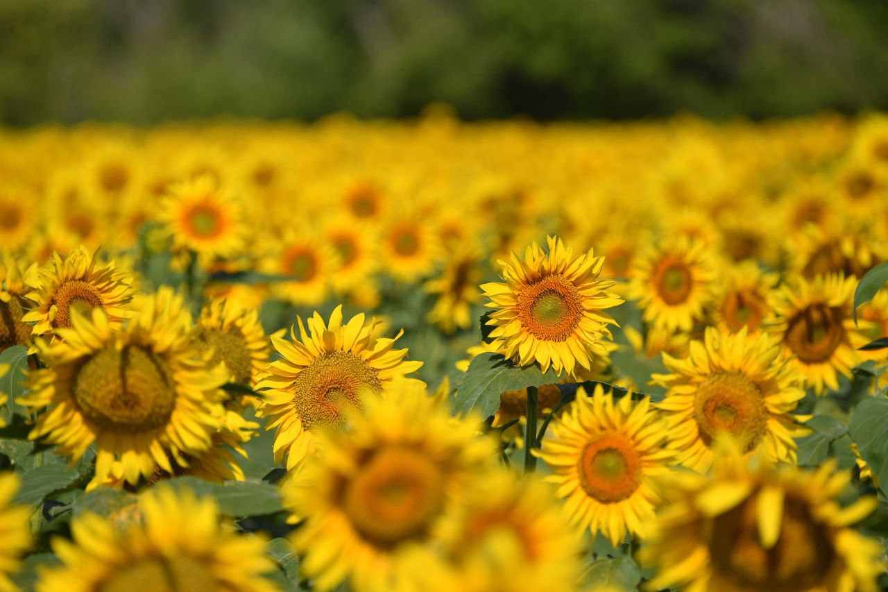 Саратовские аграрии намолотили 2 млн тонн подсолнечника По валовому сбору регион занимает лидирующую позицию в ПФО Лучшие показатели  Калининский район 149 4 тысячи тонн  Самойловский район 117 5 тысячи тонн  Екатериновский район 104 тысячи тонн  Пугачевский район 109 тысяч тонн Высокая урожайность подсолнечника отмечается в хозяйствах Аркадакского и Калининского районов области более 24ц га Подписывайтесь на мой канал в MAX